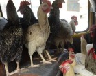 Caught driving naked with stolen chickens and a swan