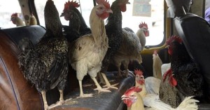 Caught driving naked with stolen chickens and a swan
